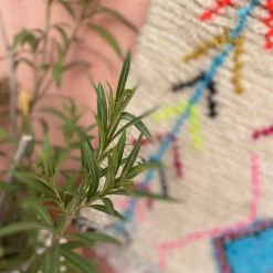 escape Ourika Rug S3