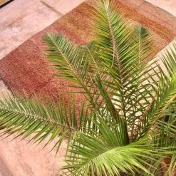 escape Ochre & Pink Boujad Rug 4 escape Ochre & Pink Boujad Rug